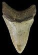 Megalodon Tooth - North Carolina #67285-2